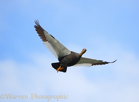 Upland Goose in flight