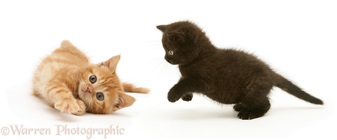 Black kitten pouncing a ginger kitten