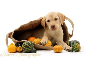 Yellow Retriever in a bag of gourds