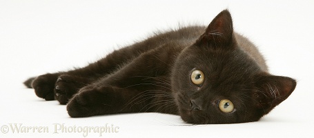 British Shorthair black kitten