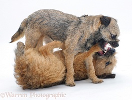 Border Terriers play-fighting