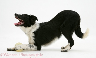 Black-and-white Border Collie in play-bow