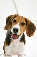 Portrait of Beagle bitch