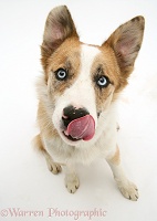 Border Collie licking his nose