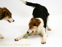 Tricolour Border Collie pup play-bowing