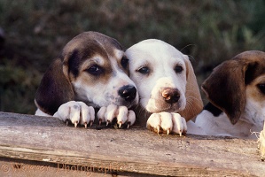 Foxhound pups