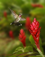 Long-billed Starthroat Hummingbird