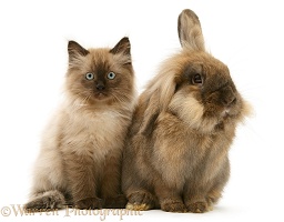 Chocolate kitten and Lionhead rabbit