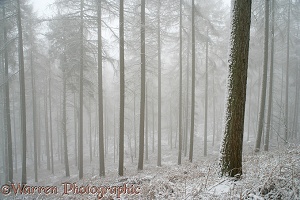 Larches with snow and mist