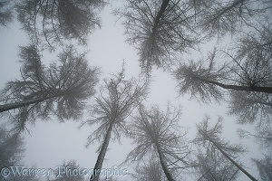 Looking up at Larches with snow and mist