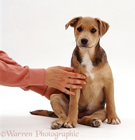 Lakeland Terrier x Border Collie pup with owner's hands