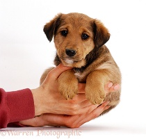 Lakeland Terrier x Border Collie pup in owner's hands