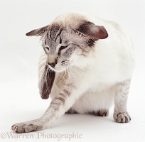 Tabby-point Siamese cat scratching his ear