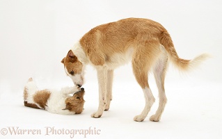 Lurcher and Jack Russell