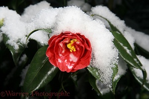 Red Camellia flower with snow