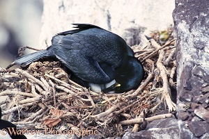 Shag turning egg in nest