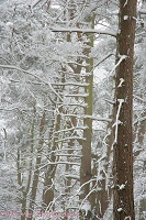Snow on Scots Pines