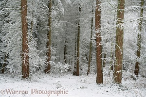 Coniferous forest with snow