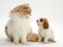 Cavalier puppy and cat