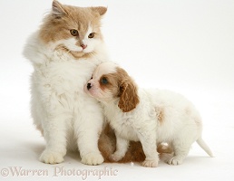Cavalier puppy and cat