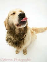Golden Retriever after rolling in poo
