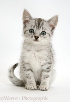 Silver tabby Bengal-cross kitten