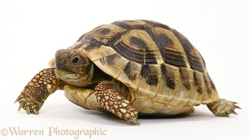 Baby Hermann's Tortoise