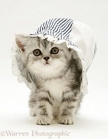 Silver tabby kitten in a baby's sun hat