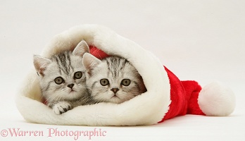 Pair of silver tabby kittens in a Santa hat