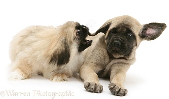 Pekingese pup biting ear of English Mastiff pup