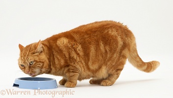 Ginger cat eating