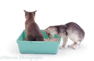 Kittens in a litter tray