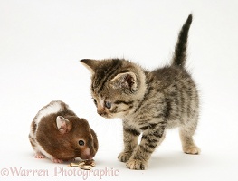 Tabby Kitten watching a hamster fill its pouches
