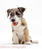 Jack Russell Terrier cross pup