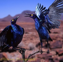 Purple Glossy Starlings