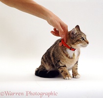 Cat with newly fitted collar