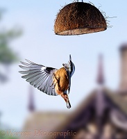 Nuthatch in flight