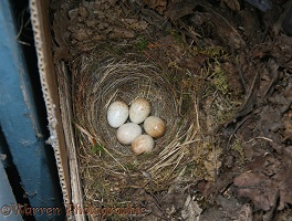 European Robin nest with eggs