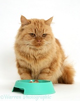 Ginger cat not eating from a bowl