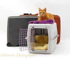 Ginger cat waiting to go on holiday