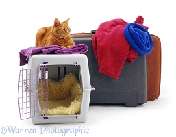 Ginger cat waiting to go on holiday