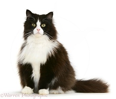 Fat black-and-white cat