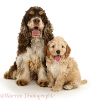 American Cocker Spaniel mother with Cockapoo puppy