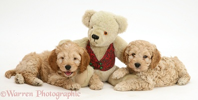 American Cockapoo puppies with a teddy bear