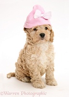 American Cockapoo puppy with a pink hat on