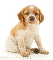 Brittany Spaniel pup