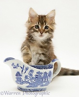 Maine Coon kitten with china gravy boat