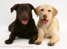 Yellow and chocolate Labrador Retrievers
