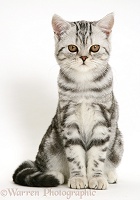 Silver tabby cat sitting