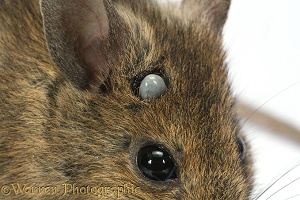 Long-tailed Field Mouse with a tick